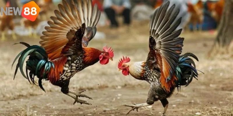 Đá gà tre là hình thức giải trí thú vị